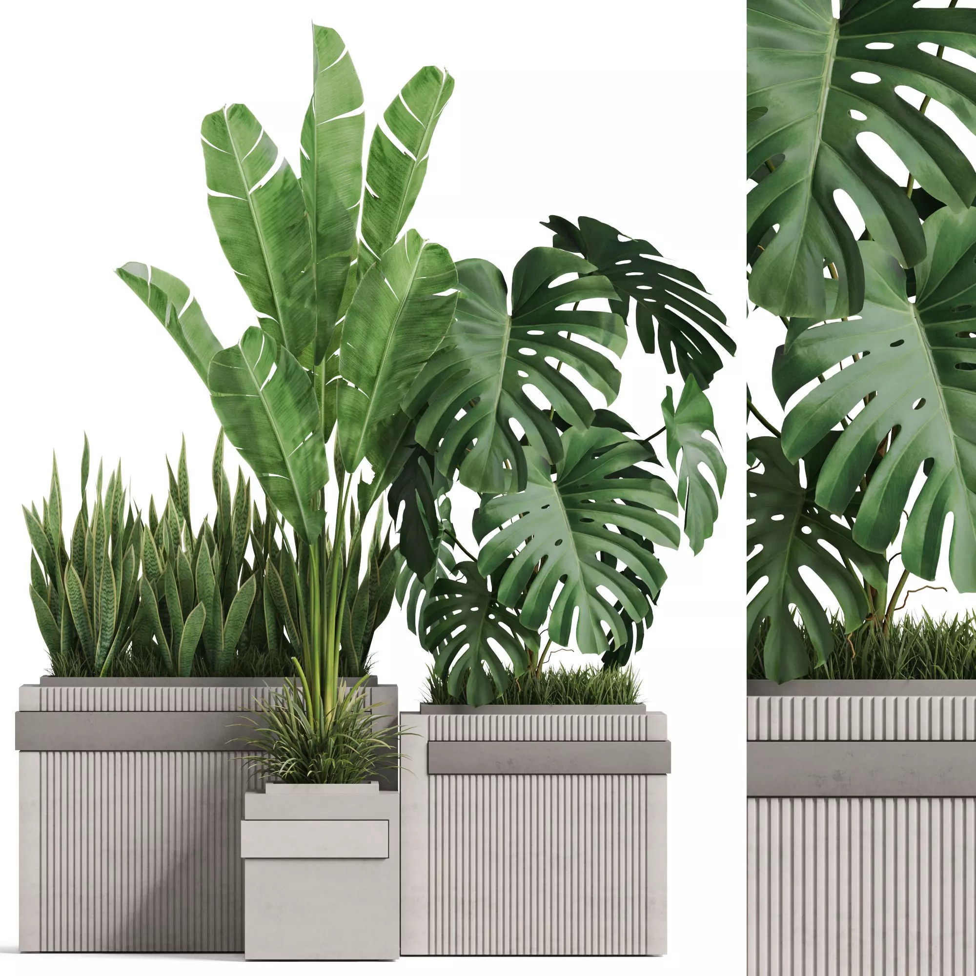 Plants collection 776 3D model