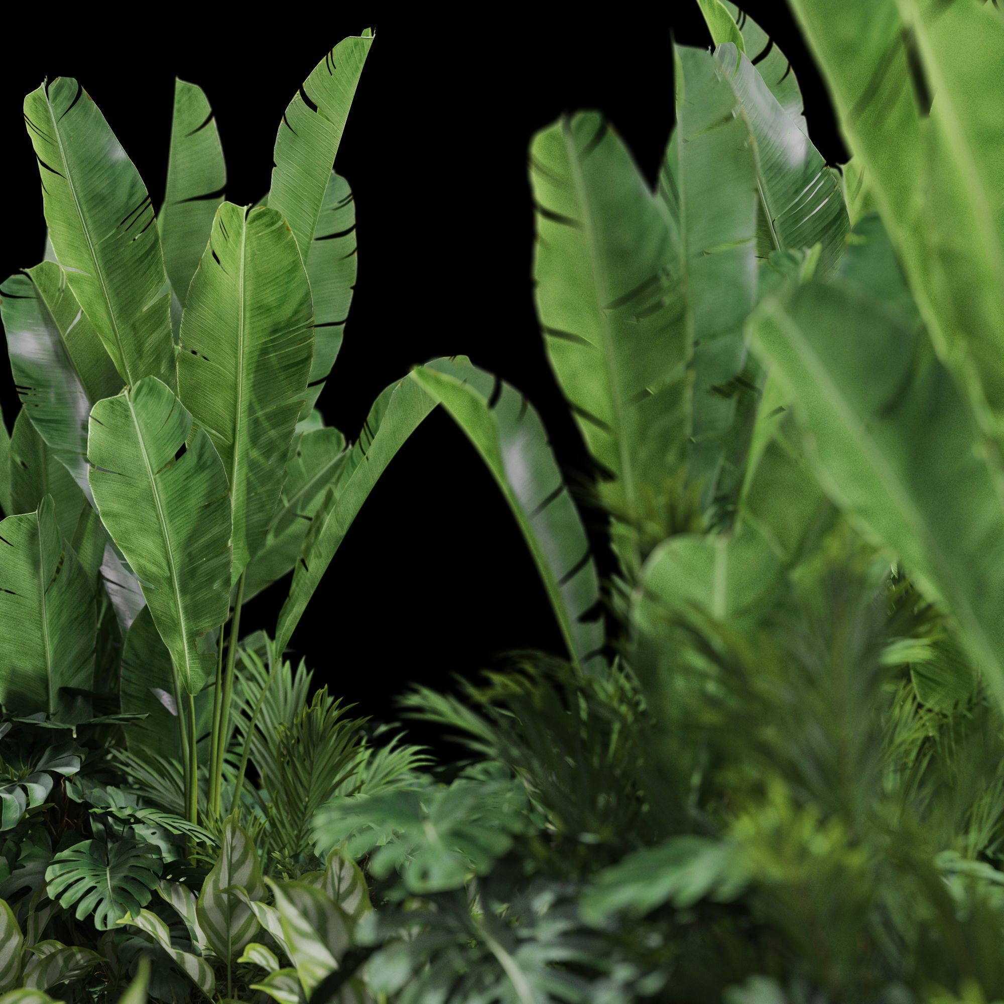 Plants collection 777 3D model_2