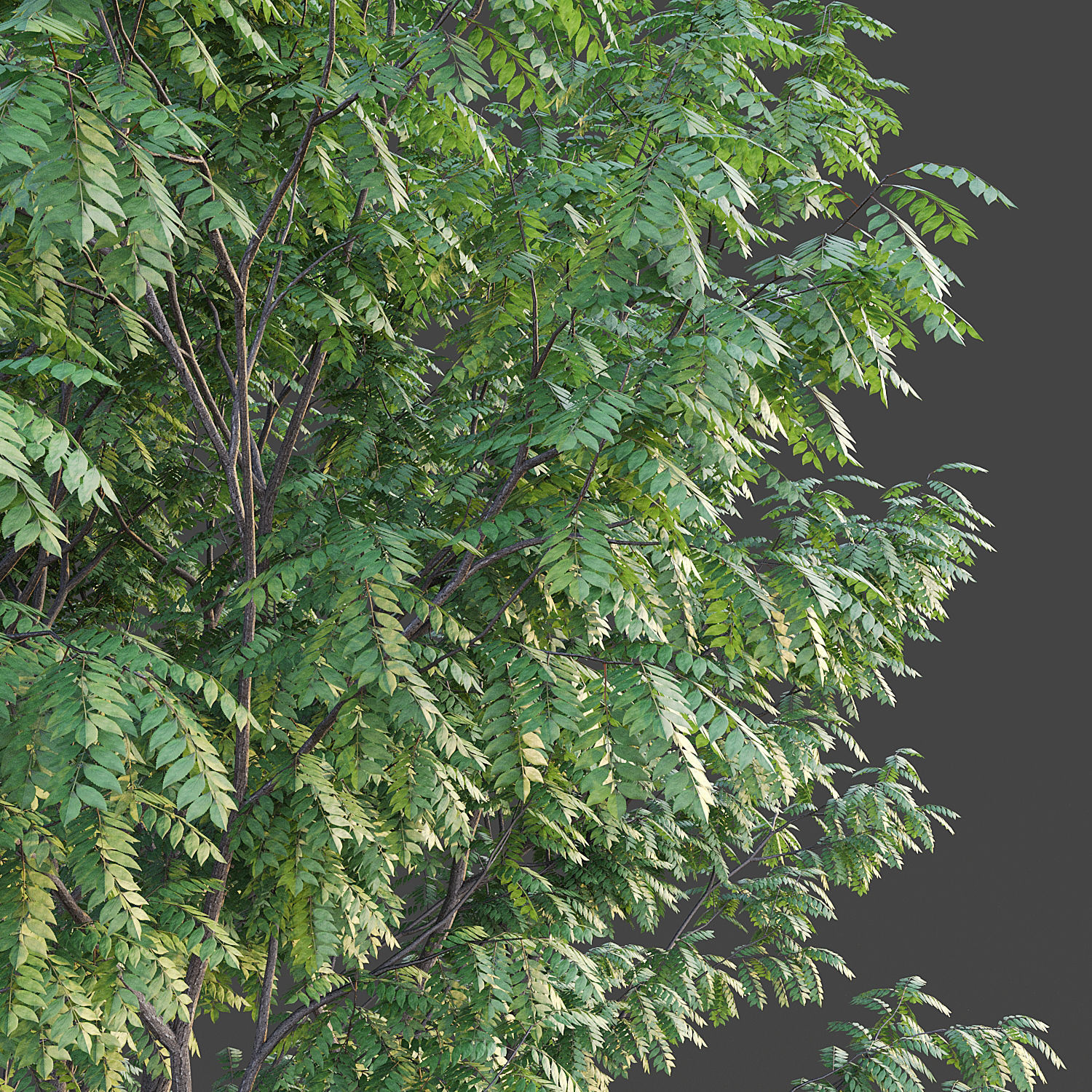 Ash Tree 3D model_5