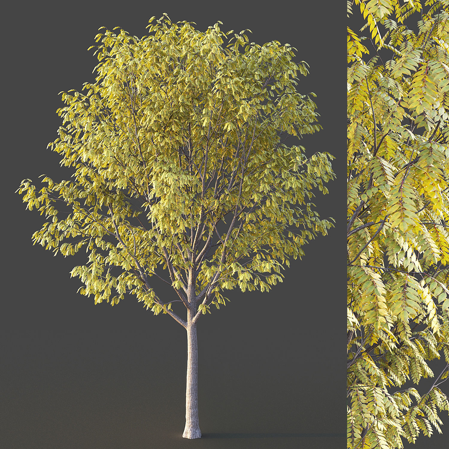 Ash Tree 3D model_6