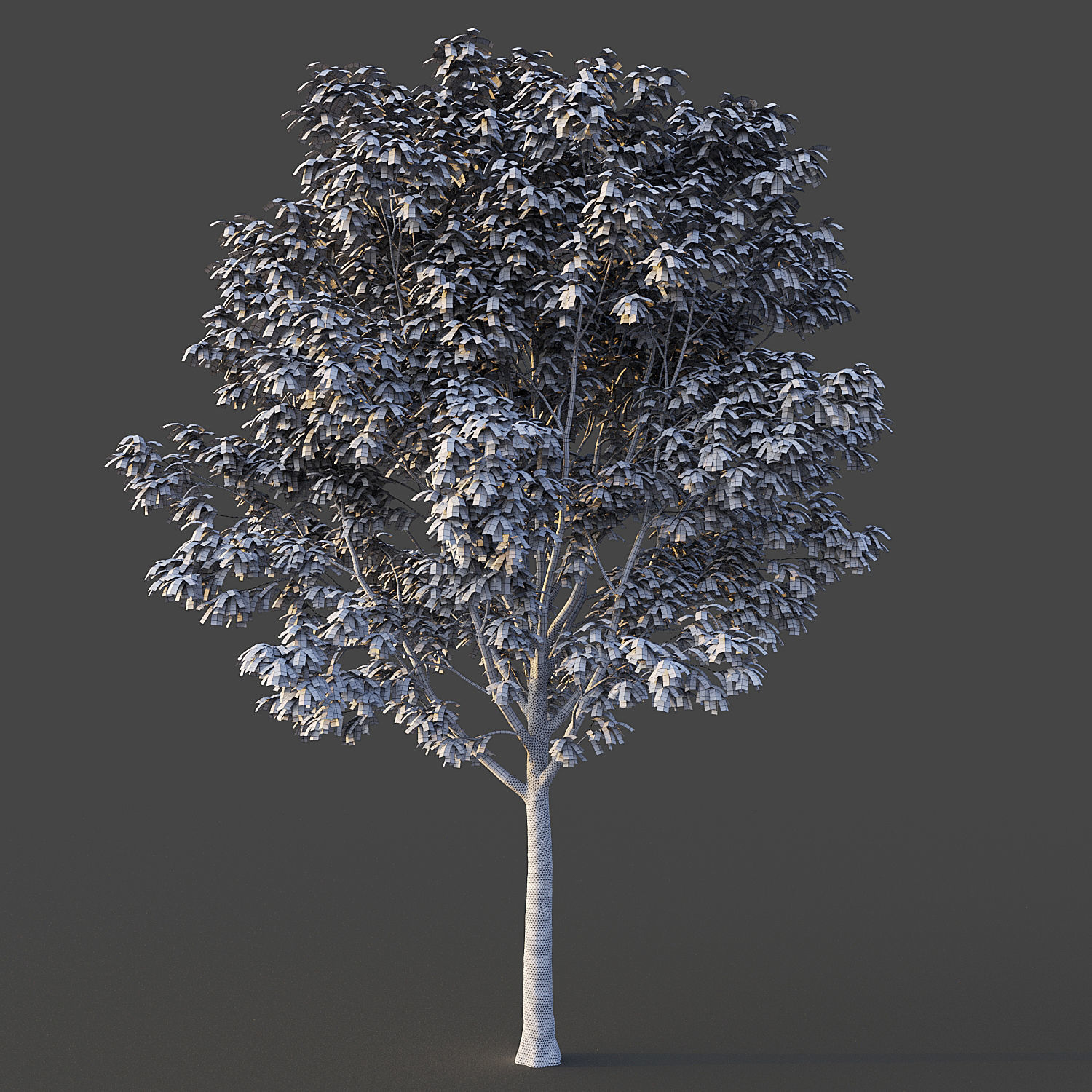 Ash Tree 3D model_10