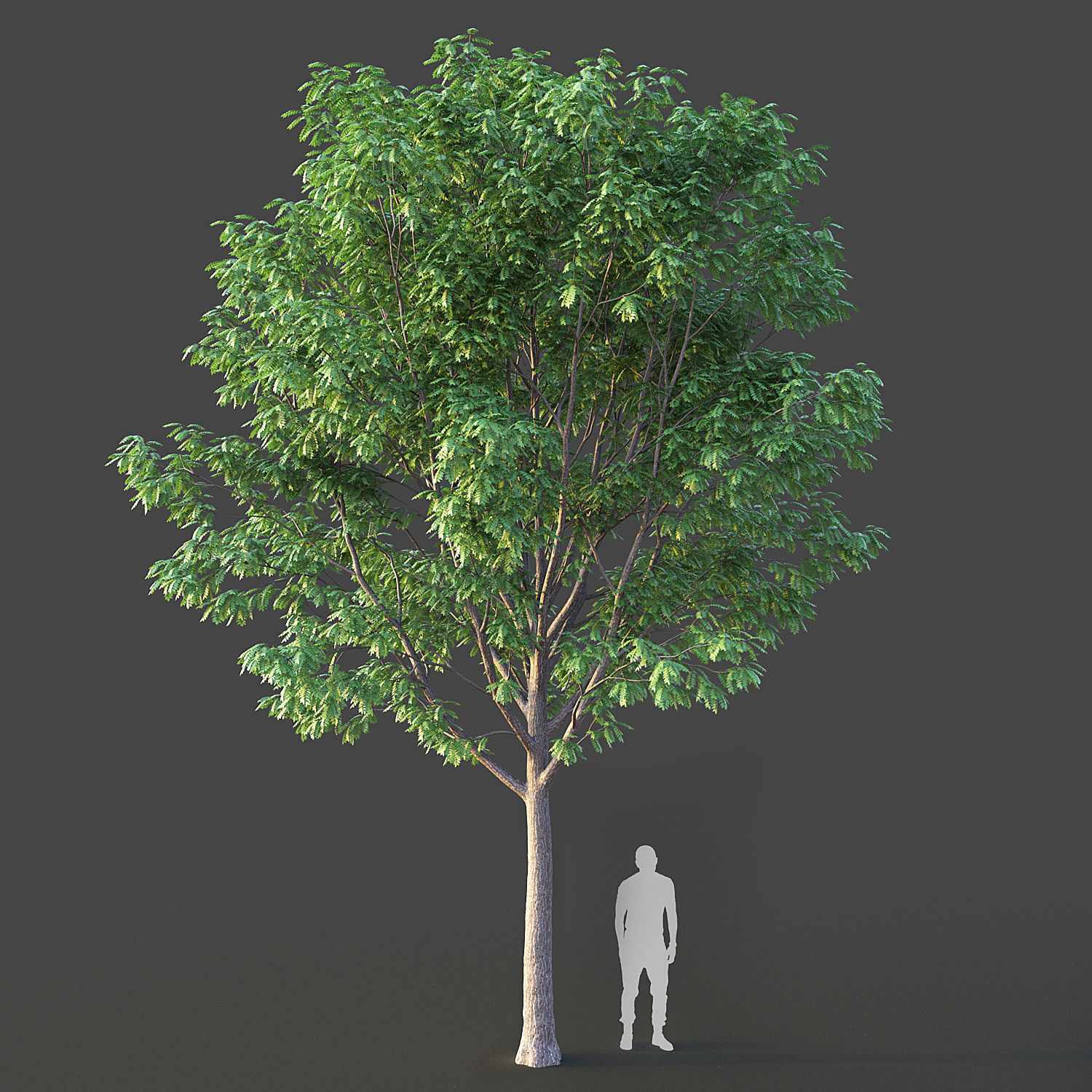 Ash Tree 3D model_2