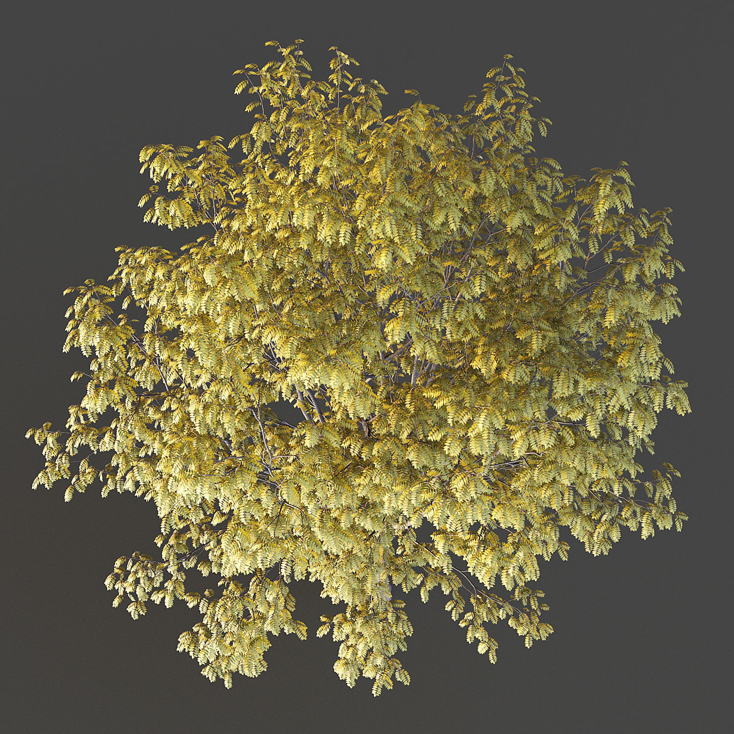 Ash Tree 3D model_9