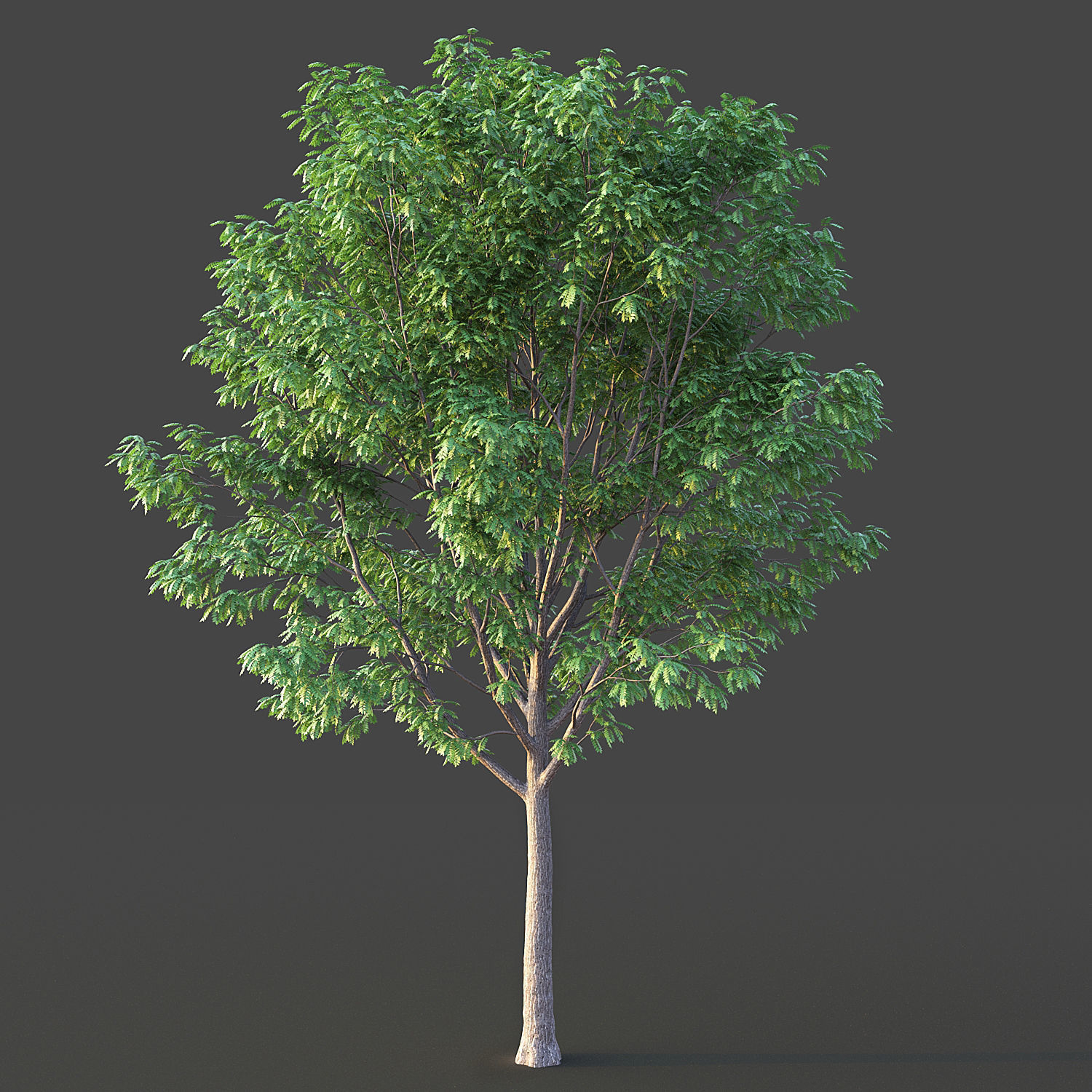 Ash Tree 3D model_3