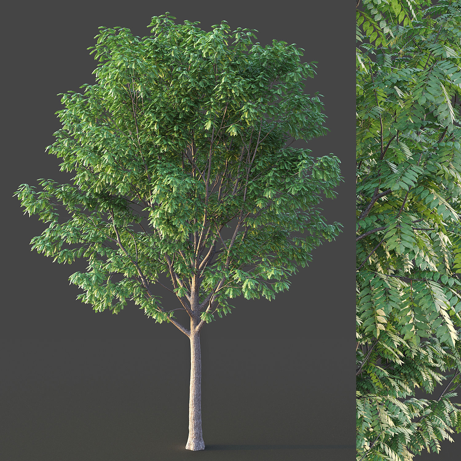 Ash Tree 3D model_1