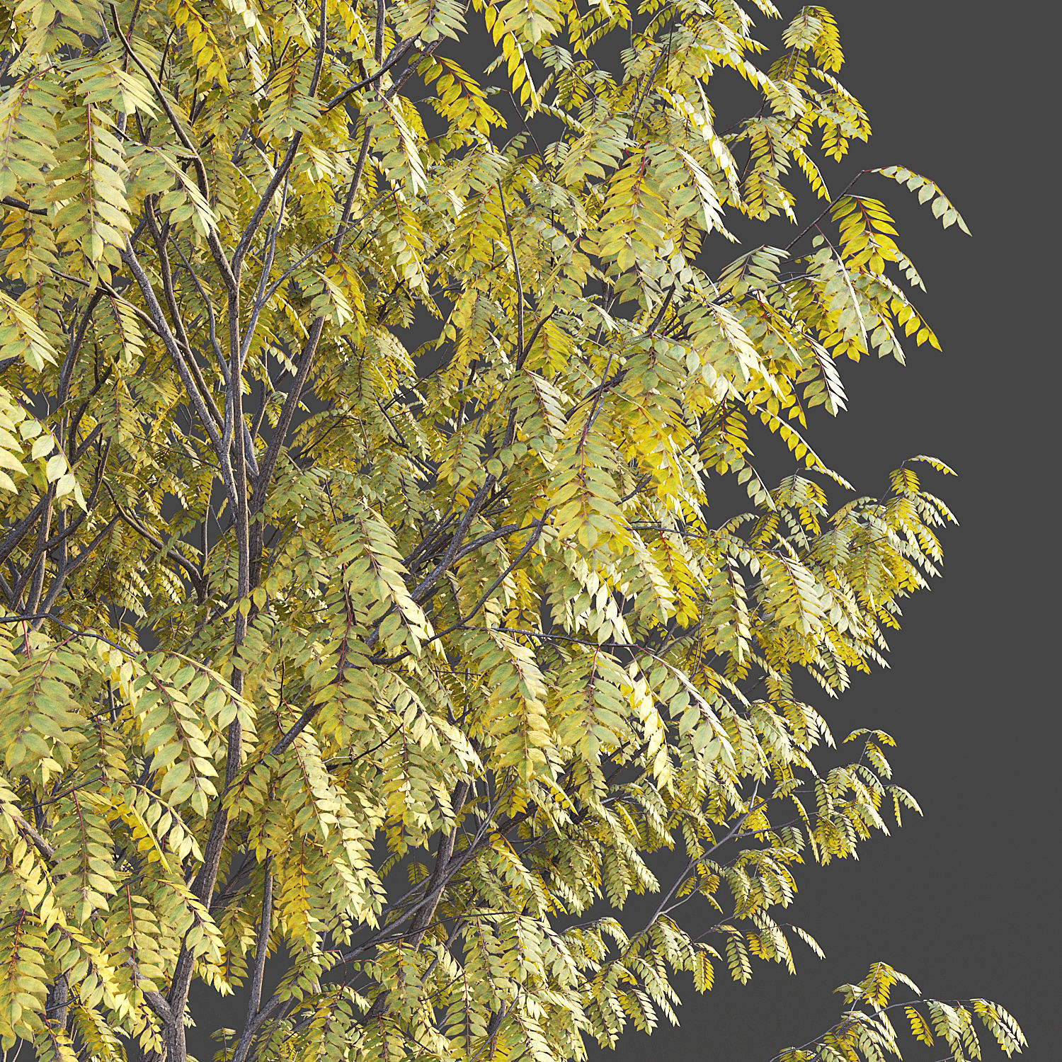 Ash Tree 3D model_8
