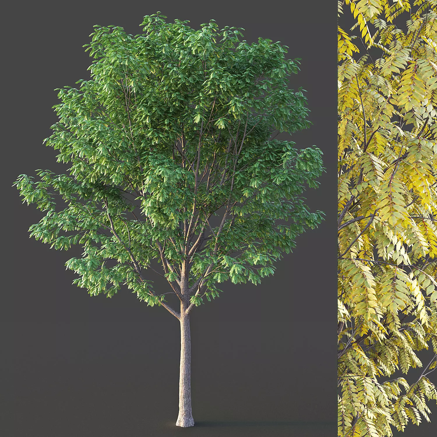 Ash Tree 3D model_0