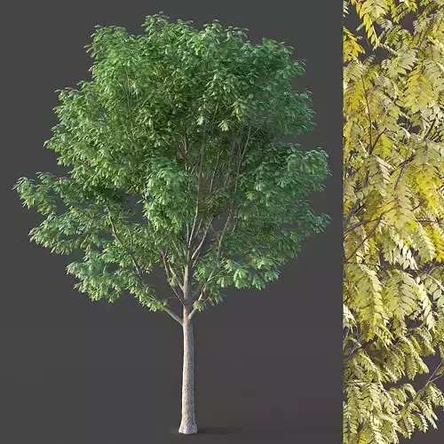 Ash Tree 3D model
