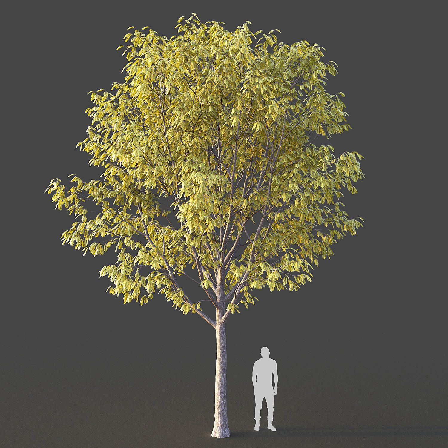 Ash Tree 3D model_7