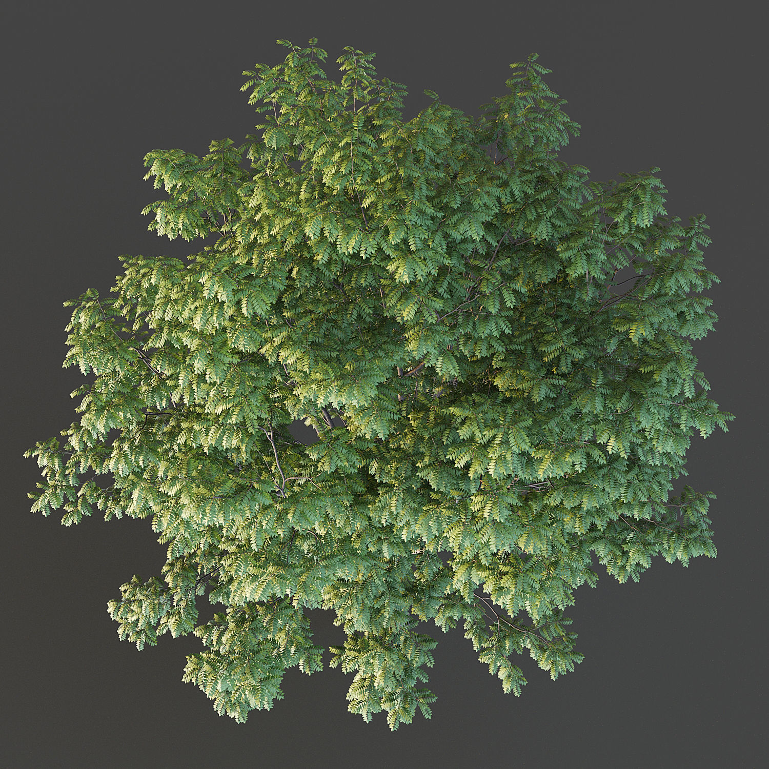 Ash Tree 3D model_4