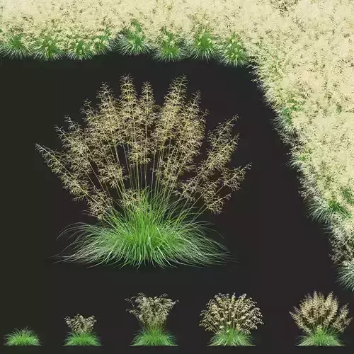 Deschampsia cespitosa grass