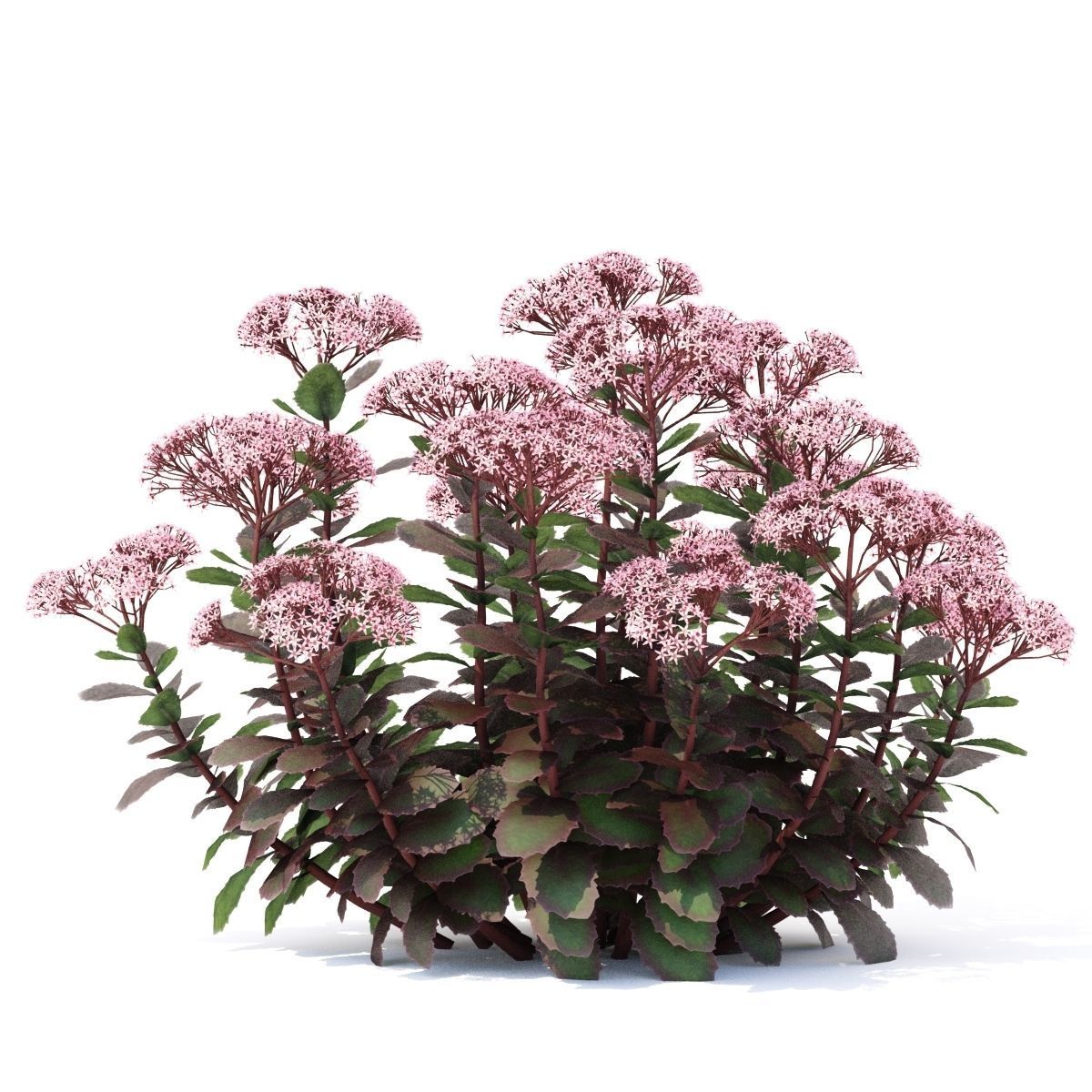Sedum telephium matrona flower 3D model_3