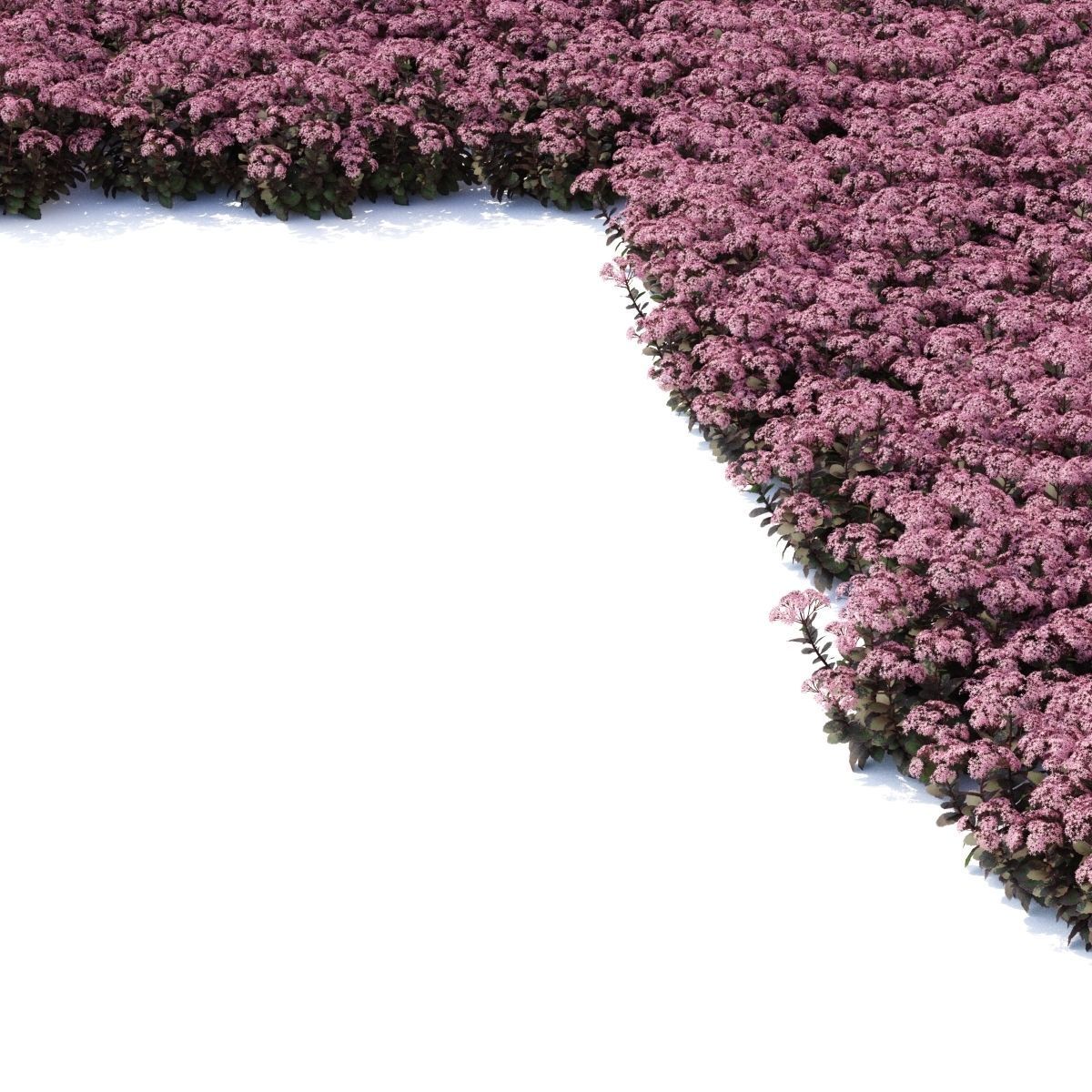 Sedum telephium matrona flower 3D model_6