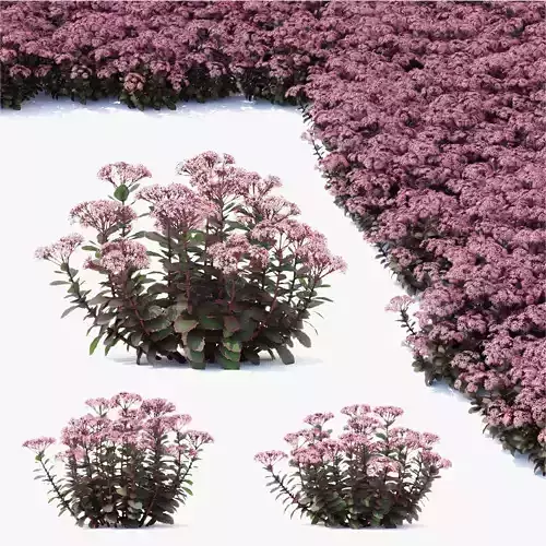  Sedum telephium matrona flower 3D model