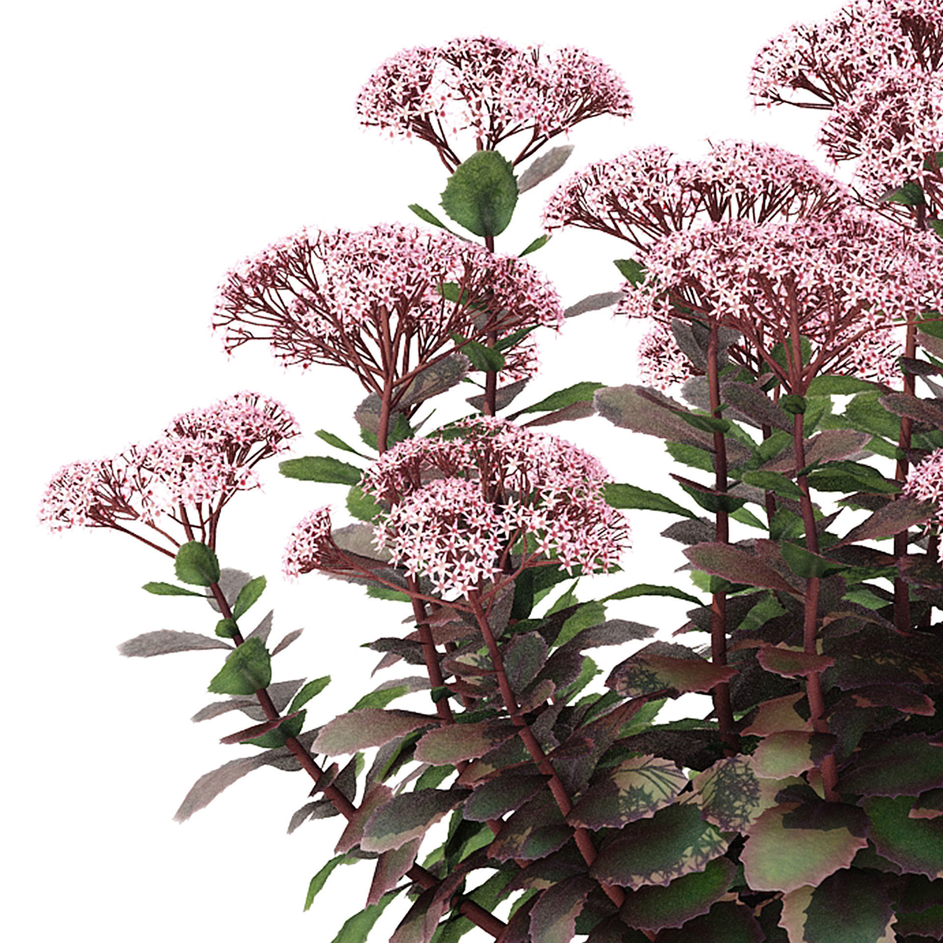 Sedum telephium matrona flower 3D model_5