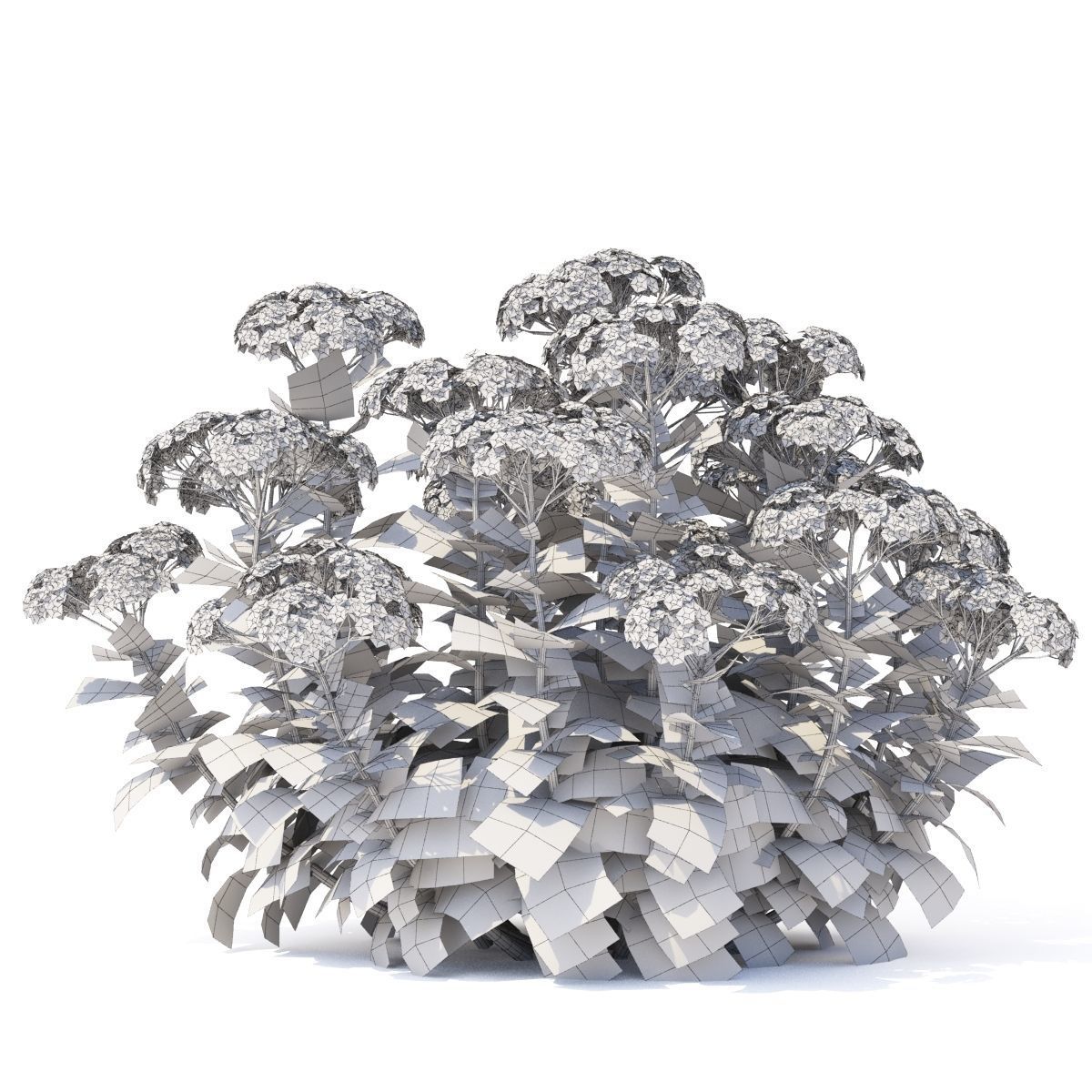 Sedum telephium matrona flower 3D model_4