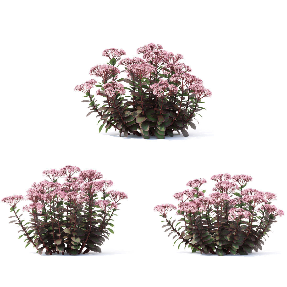 Sedum telephium matrona flower 3D model_2