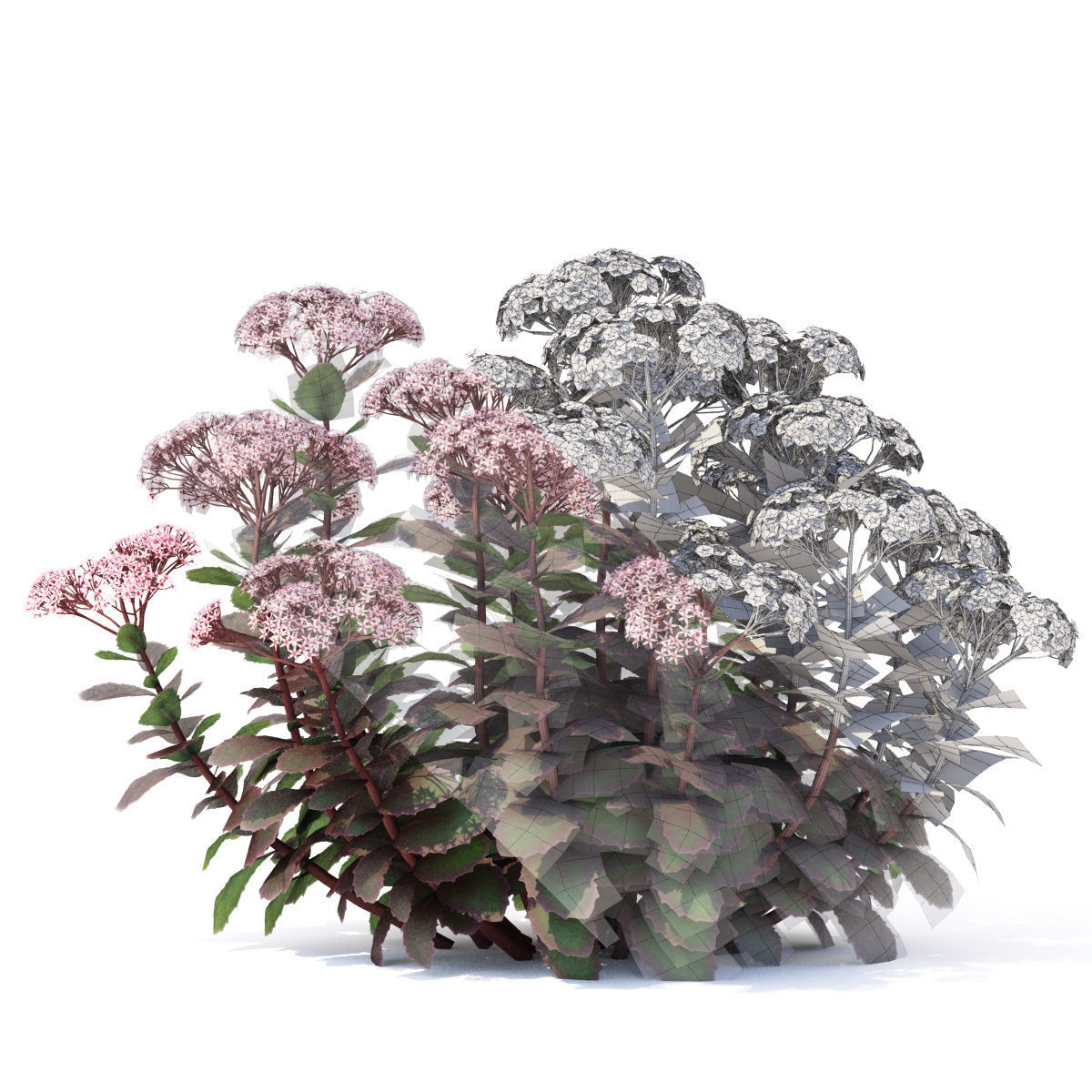 Sedum telephium matrona flower 3D model_1