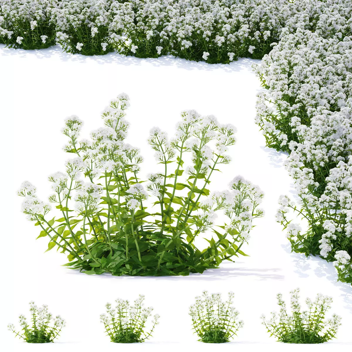 Centranthus ruber Albus flower 3D model_0