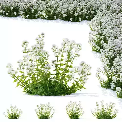 Centranthus ruber Albus flower