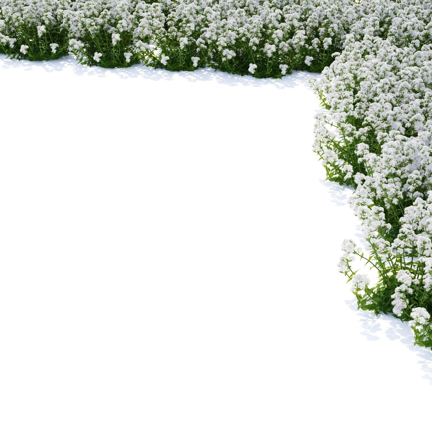 Centranthus ruber Albus flower 3D model_5