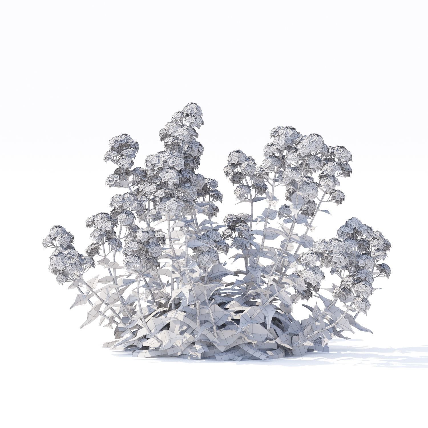 Centranthus ruber Albus flower 3D model_4