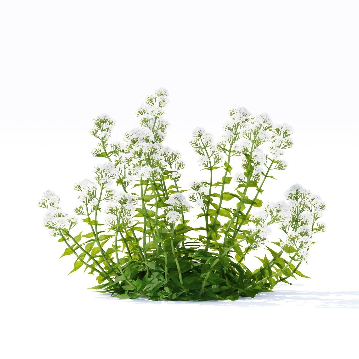 Centranthus ruber Albus flower 3D model_3