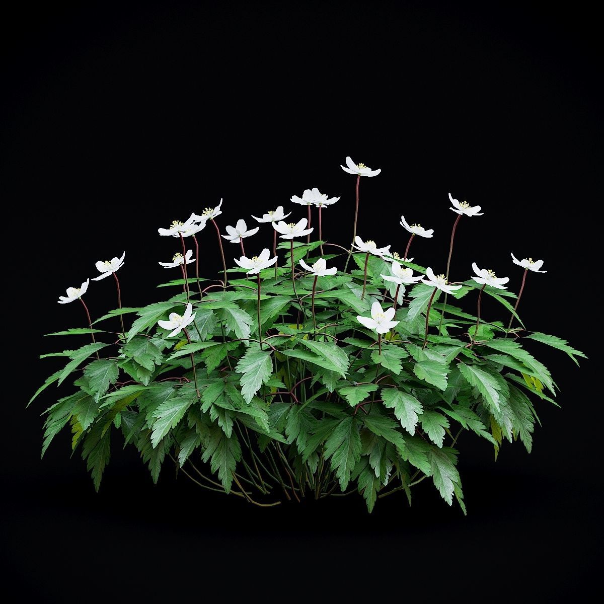 Anemona nemorosa flower 3D model_2