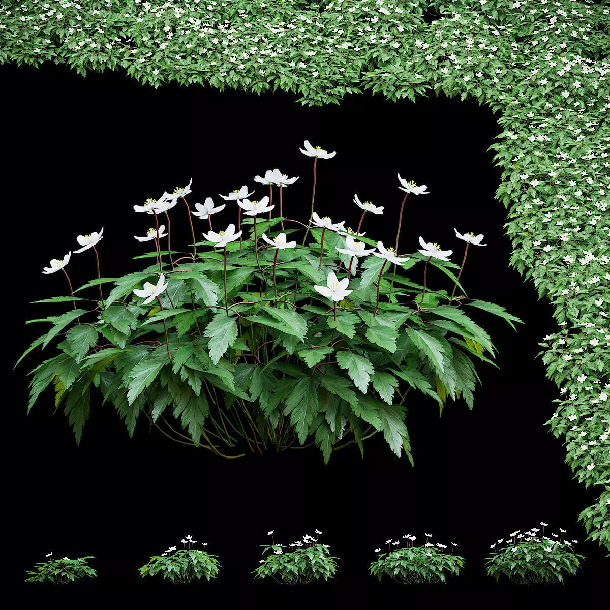 Anemona nemorosa flower 3D model_0