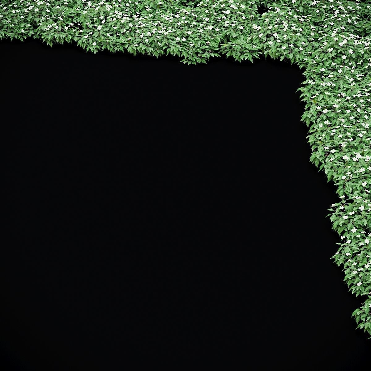 Anemona nemorosa flower 3D model_5