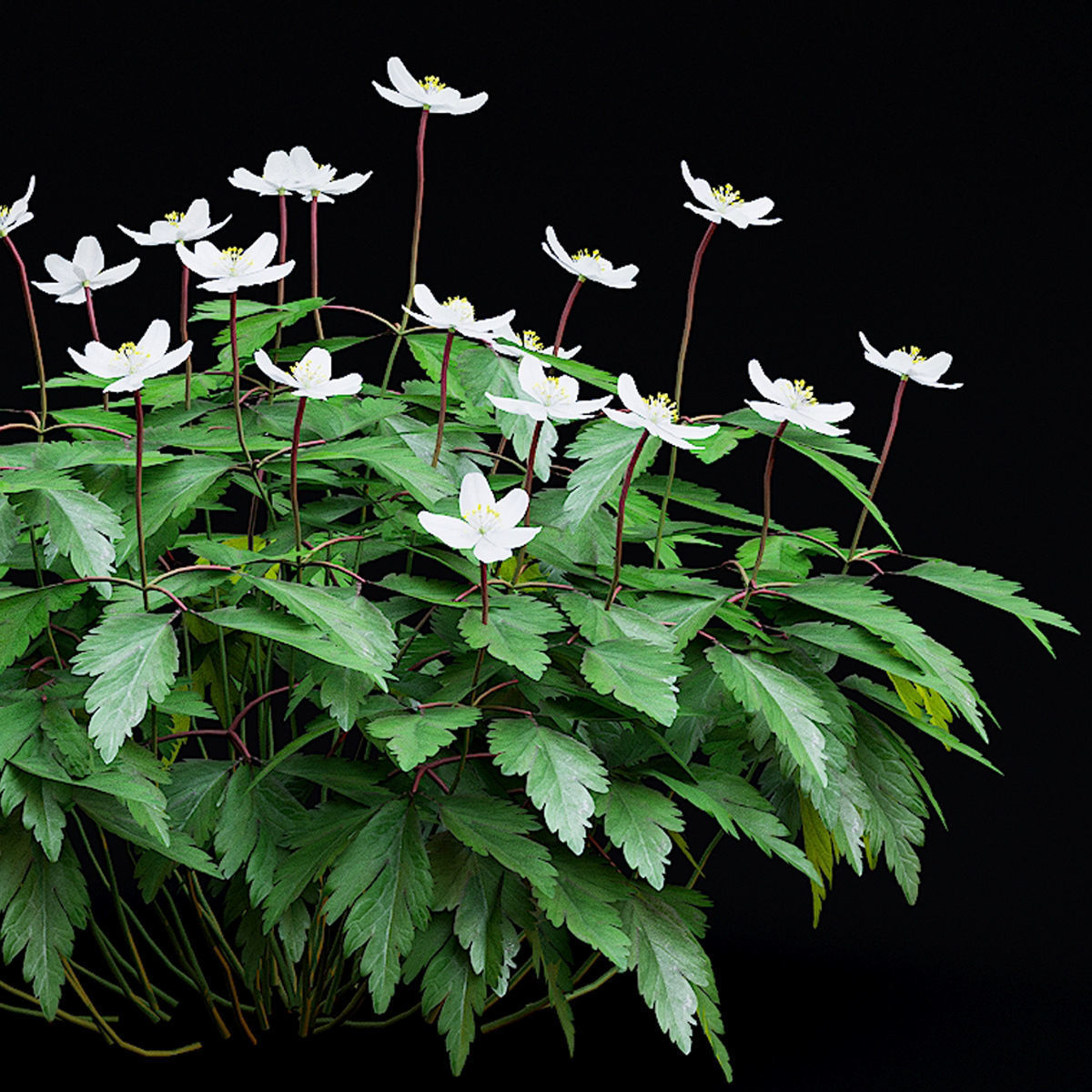 Anemona nemorosa flower 3D model_1