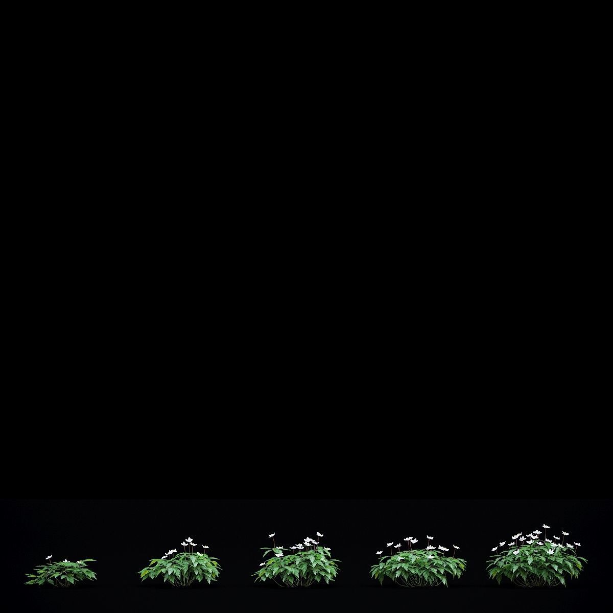 Anemona nemorosa flower 3D model_3