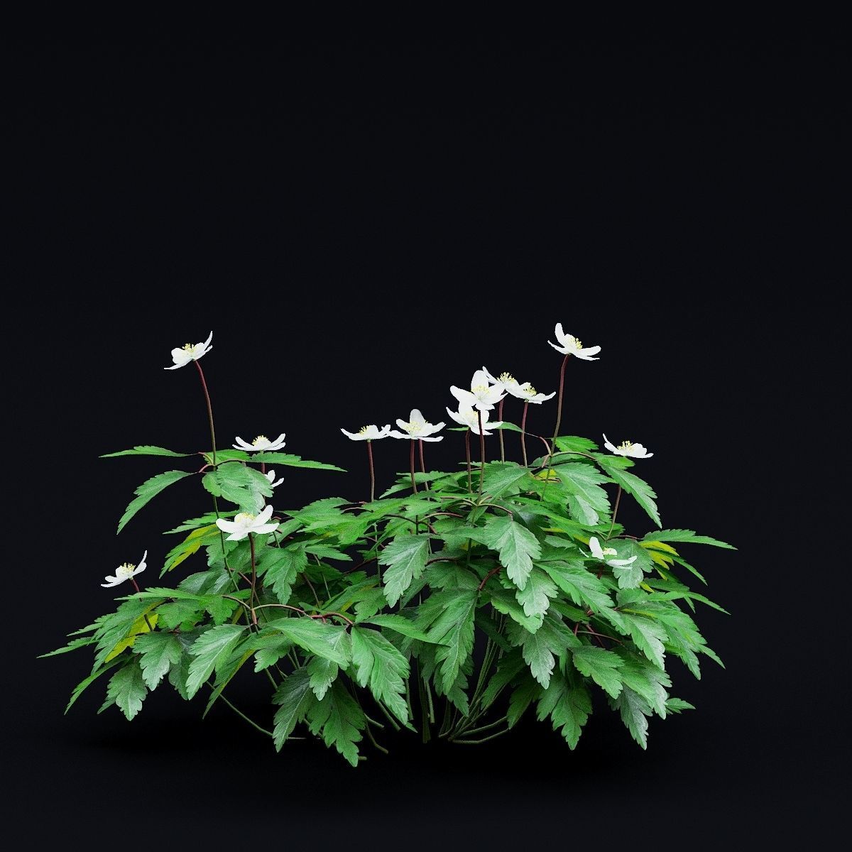 Anemona nemorosa flower 3D model_7