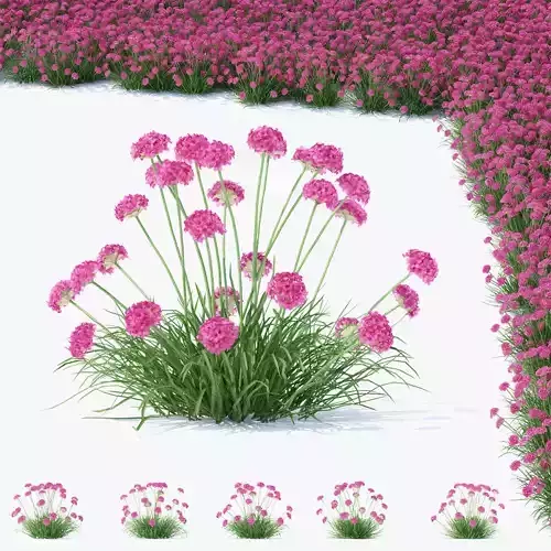 Armeria martima flower