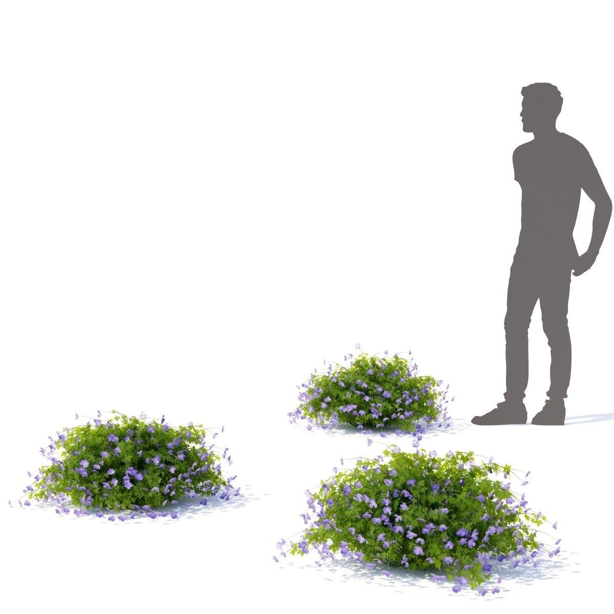 Geranium hybride Rozanne 3D model_2