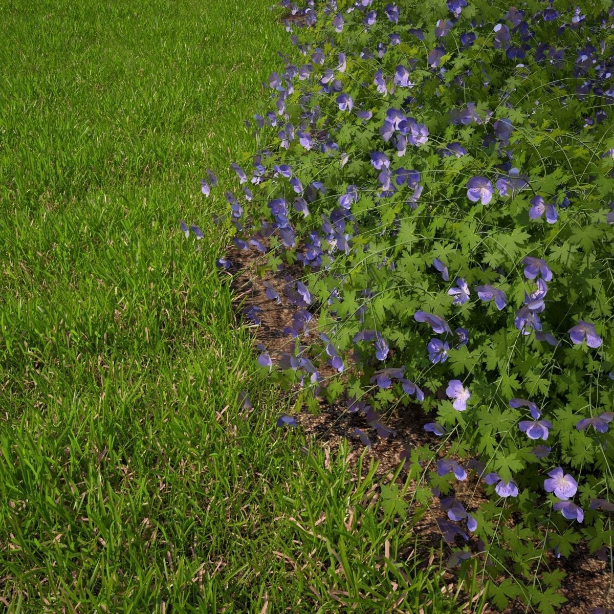 Geranium hybride Rozanne 3D model_5