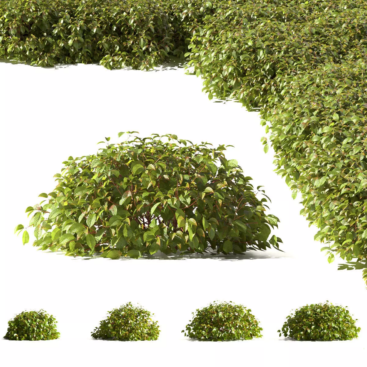 Cornus sericea Kelseyi 3D model