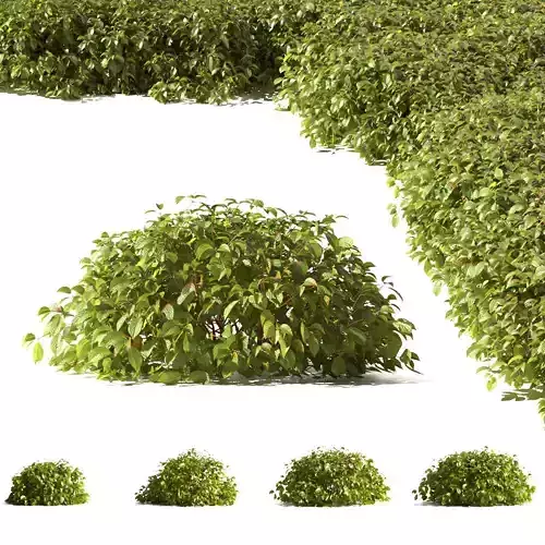 Cornus sericea Kelseyi