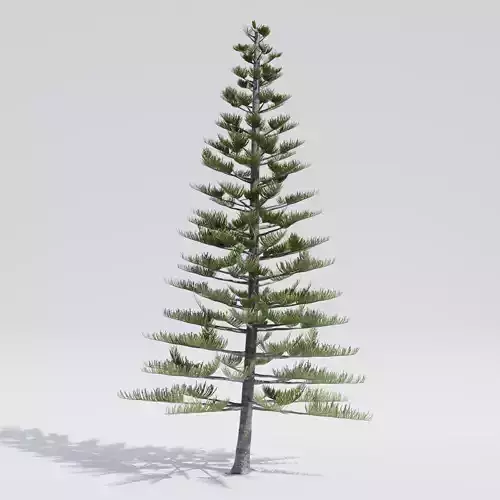 Norfolk Island Pine - Araucaria heterophylla