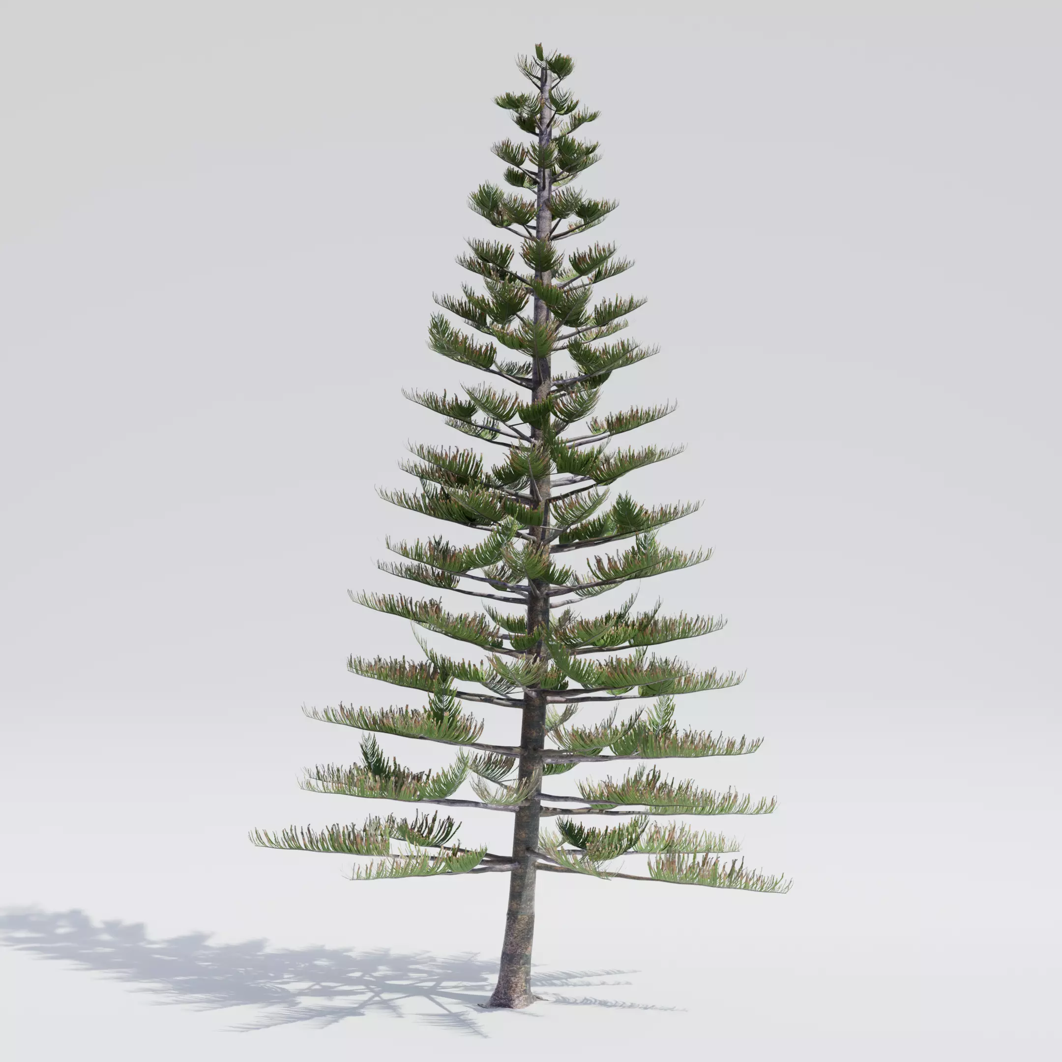 Norfolk Island Pine - Araucaria heterophylla 3D model