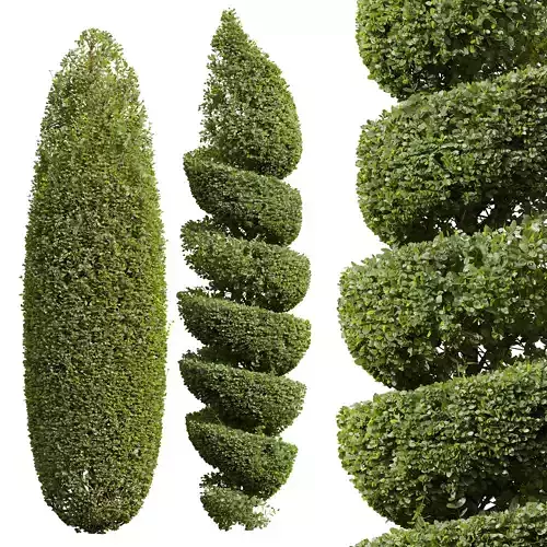 New Plant Ficus Concinna Bonsai Pruned03 3D model