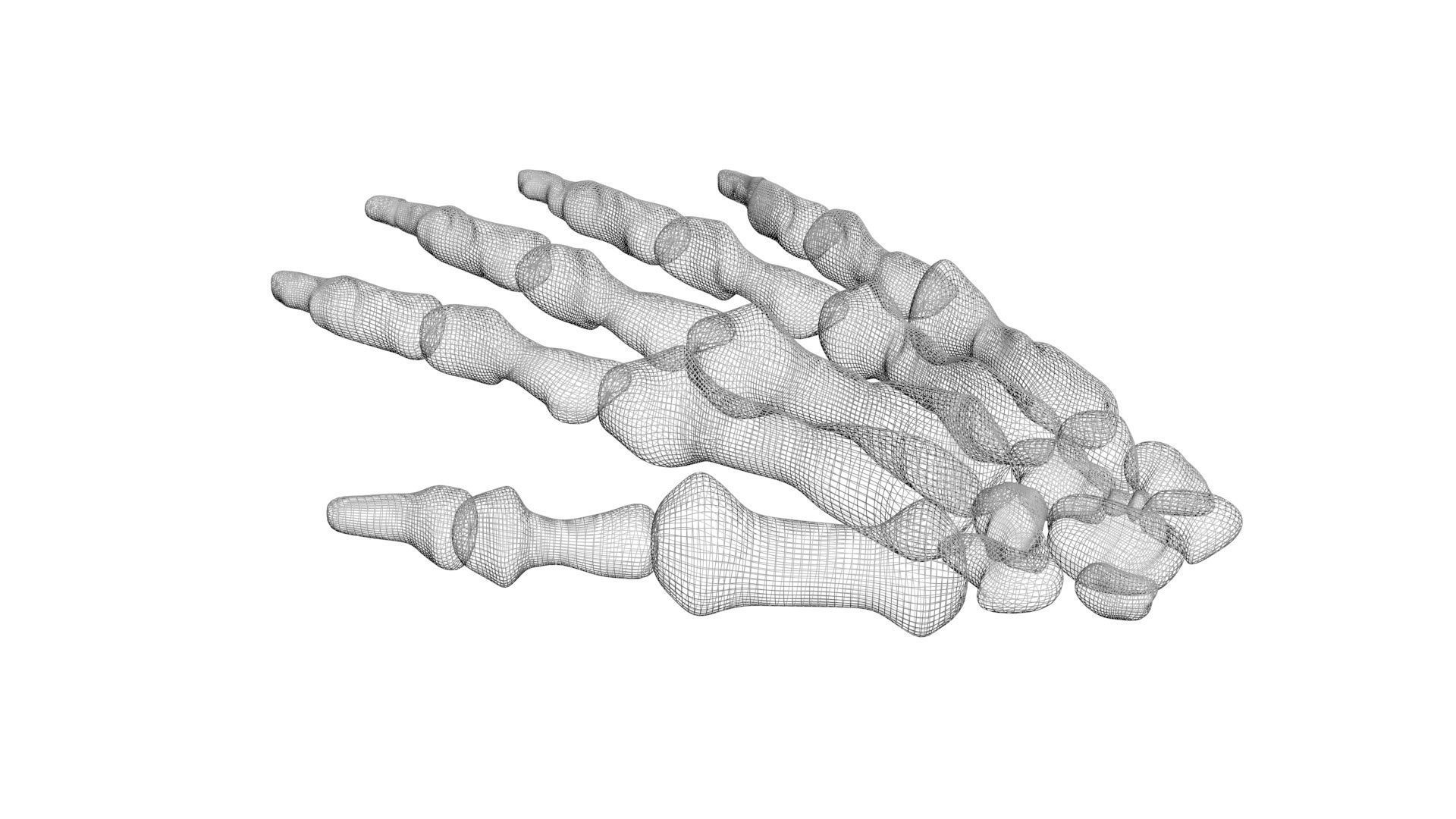 Hand Bones 3D model_7