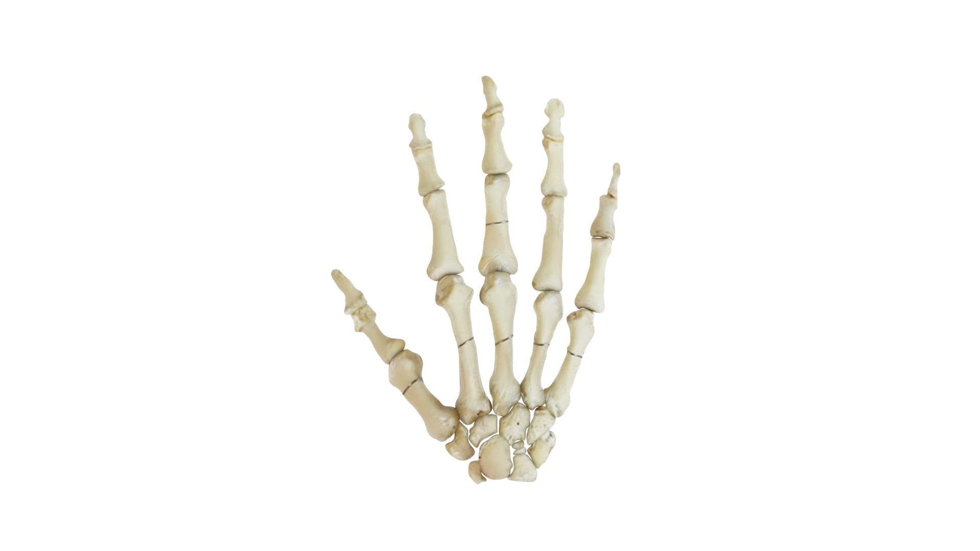 Hand Bones 3D model_6