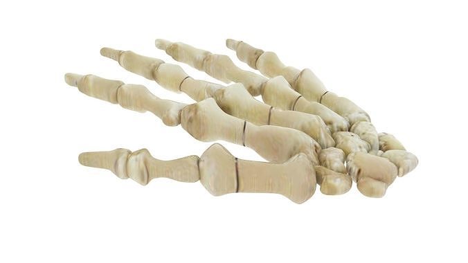Hand Bones 3D model