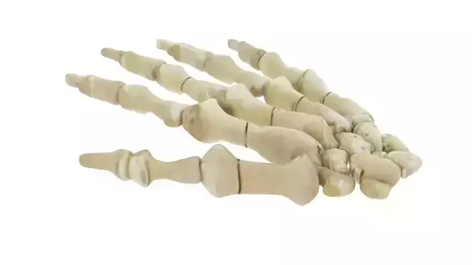 Hand Bones 3D model
