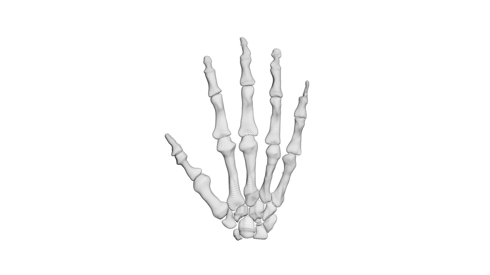 Hand Bones 3D model_11