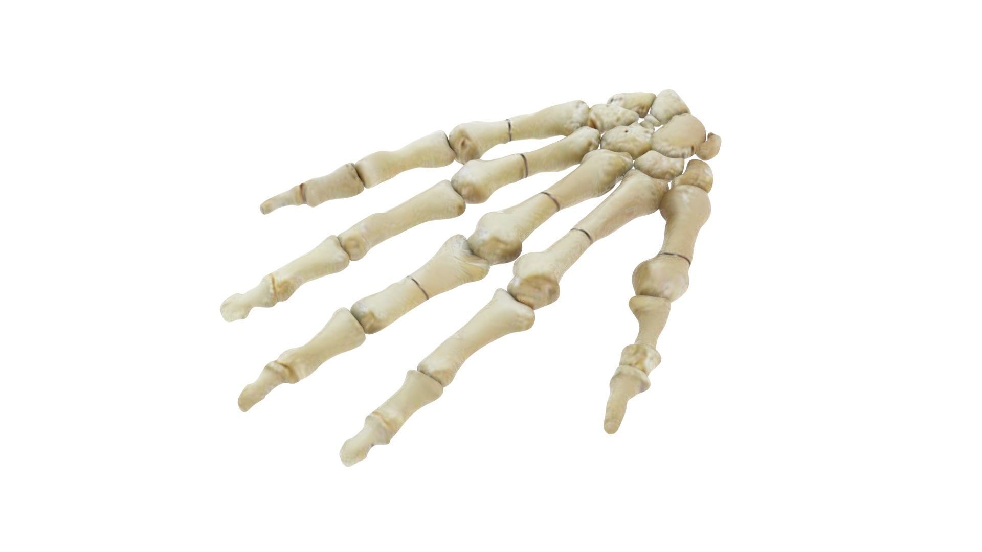 Hand Bones 3D model_3