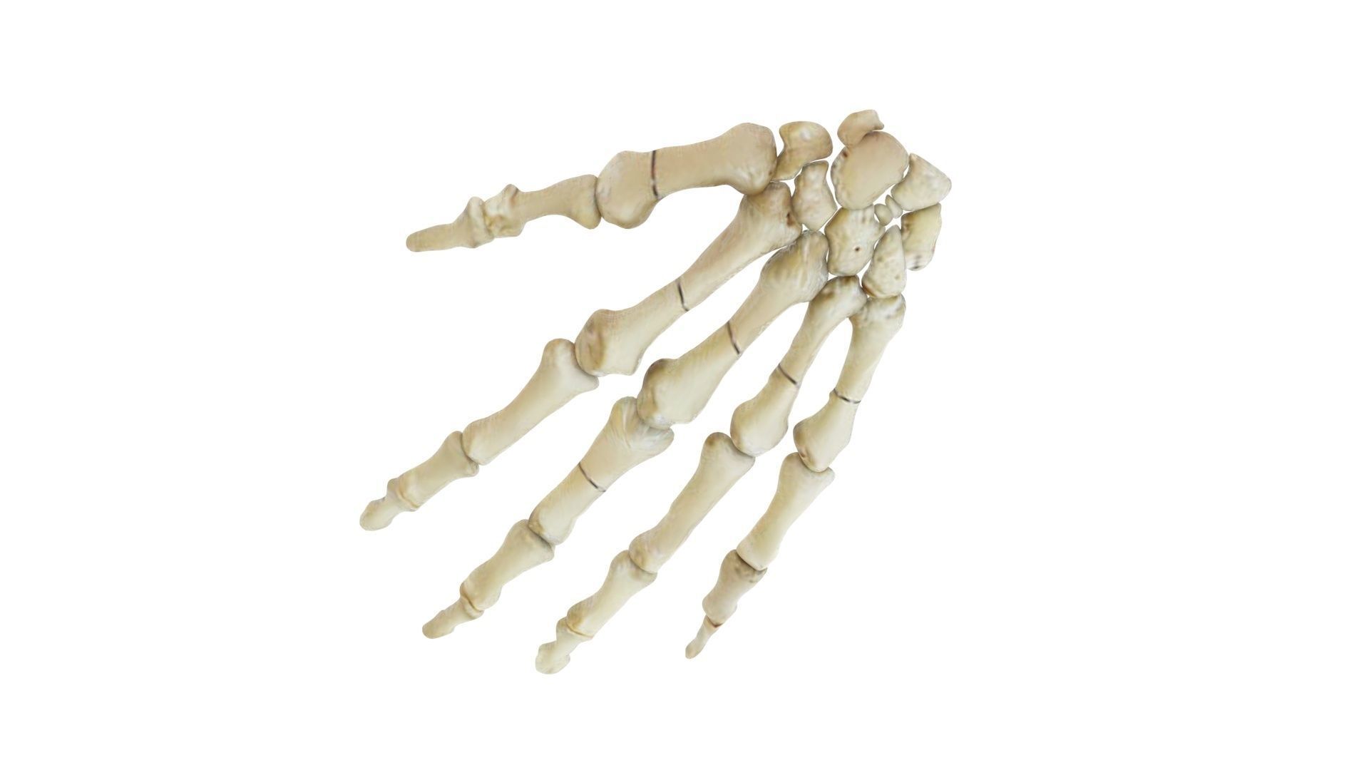 Hand Bones 3D model_4