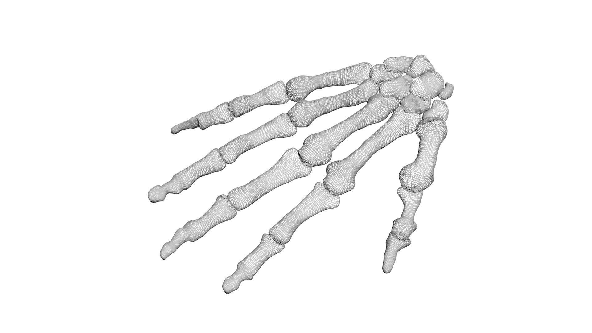 Hand Bones 3D model_5