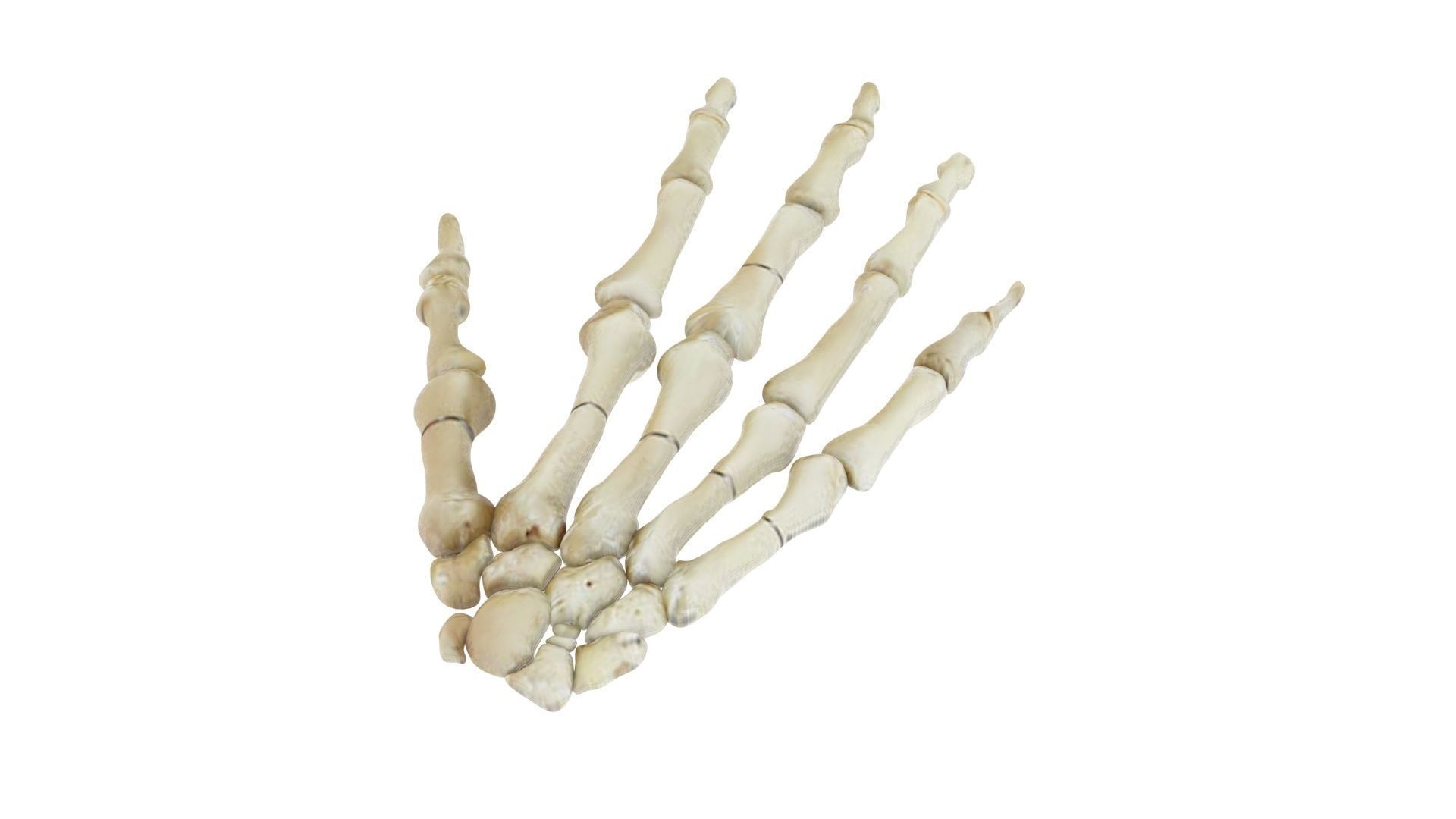 Hand Bones 3D model_1